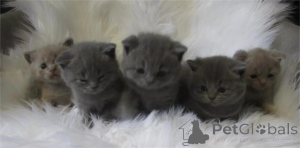 Photo №2 to announcement № 153589 for the sale of british shorthair - buy in Germany 