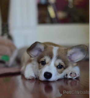 Photo №3. Welsh corgi puppy. Germany