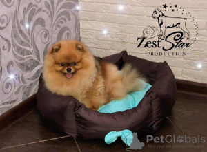 Additional photos: Amazing pomeranian! Fast delivery! guarantee small size.