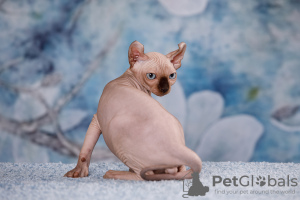 Photo №2 to announcement № 66949 for the sale of sphynx-katze - buy in Russian Federation from nursery