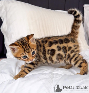 Photo №1. bengal cat - for sale in the city of Ludwigsburg | 206$ | Announcement № 164645