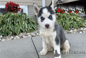 Photo №1. siberian husky - for sale in the city of Varmaland | negotiated | Announcement № 73338