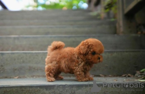 Photo №1. poodle (toy) - for sale in the city of Prague | negotiated | Announcement № 78574