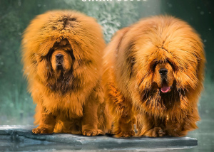Photo №2 to announcement № 3875 for the sale of tibetan mastiff - buy in Russian Federation private announcement