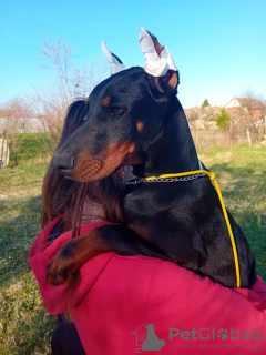 Photo №2 to announcement № 96887 for the sale of dobermann - buy in Serbia breeder