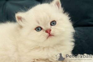 Photo №2 to announcement № 51379 for the sale of british longhair - buy in Ukraine from nursery