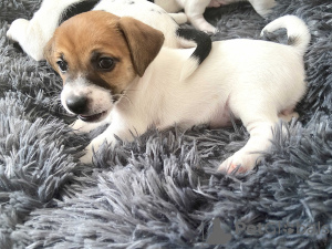 Photo №4. I will sell non-pedigree dogs in the city of Voronezh. breeder - price - 269$