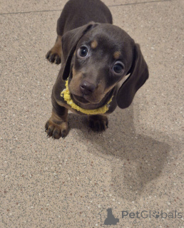 Photo №1. non-pedigree dogs - for sale in the city of Vienna | 226$ | Announcement № 137196