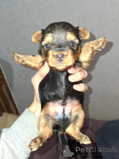 Photo №2 to announcement № 155995 for the sale of beaver yorkshire terrier, bichon frise, yorkshire terrier, maltese dog, maltipu, pomeranian, poodle (dwarf), poodle (royal), poodle (toy) - buy in Finland private announcement, from nursery