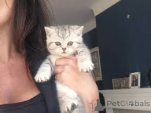 Photo №2 to announcement № 161605 for the sale of european shorthair - buy in Belgium private announcement, breeder