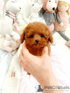 Photo №3. Tiny/Toy poodle apricot poodles. Finland