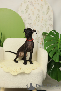 Photo №4. I will sell italian greyhound in the city of Brest. private announcement - price - negotiated