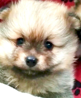 Photo №1. pomeranian - for sale in the city of Mogilyov | 450$ | Announcement № 5106
