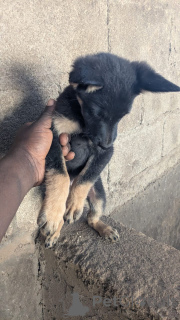 Photo №3. German Shepherd puppies Available. Germany