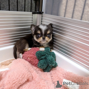 Photo №1. chihuahua - for sale in the city of Helsinki | 774$ | Announcement № 163153