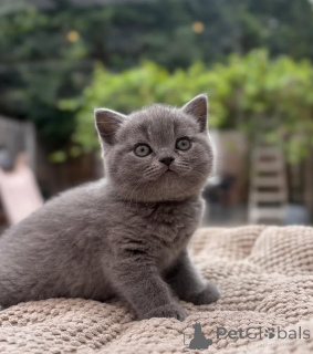 Photo №1. british shorthair - for sale in the city of Turin | 413$ | Announcement № 174113