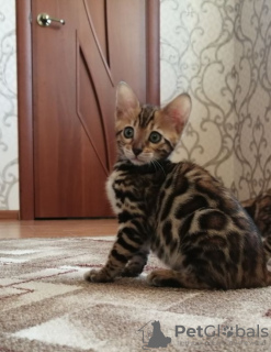 Photo №1. bengal cat - for sale in the city of Armavir | 411$ | Announcement № 11055