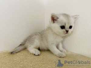 Additional photos: Golden British chinchillas with PP