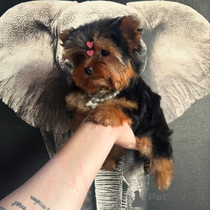 Photo №2 to announcement № 175425 for the sale of yorkshire terrier - buy in Lithuania private announcement, breeder