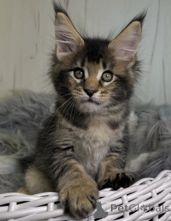 Photo №2 to announcement № 161720 for the sale of maine coon - buy in United States breeder