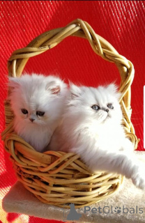 Photo №1. persian cat - for sale in the city of Trier-Saarburg | 329$ | Announcement № 151258