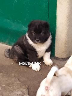 Photo №2 to announcement № 4646 for the sale of caucasian shepherd dog - buy in Ukraine breeder