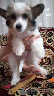 Photo №1. chinese crested dog - for sale in the city of Orenburg | 195$ | Announcement № 75139