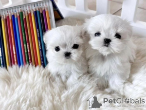Photo №1. maltese dog - for sale in the city of Baltimore | 423$ | Announcement № 86376