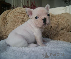 Photo №4. I will sell french bulldog in the city of Франкфурт-на-Майне. private announcement - price - 280$