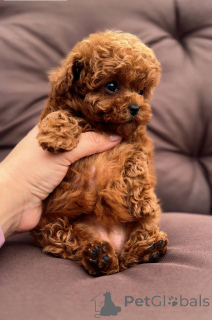Photo №2 to announcement № 146028 for the sale of poodle (toy) - buy in United States breeder