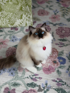Photo №1. ragdoll - for sale in the city of Dalarö | negotiated | Announcement № 156484