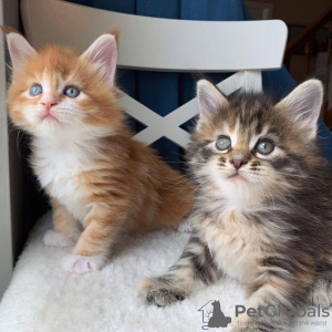 Photo №1. maine coon - for sale in the city of Reykjavík | 300$ | Announcement № 57206