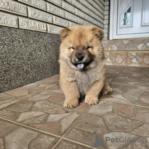 Additional photos: Male chow chow