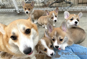 Photo №1. welsh corgi - for sale in the city of Paris | negotiated | Announcement № 120024