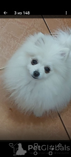 Photo №1. pomeranian - for sale in the city of Brest | 161$ | Announcement № 167541
