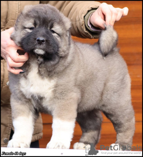 Photo №1. caucasian shepherd dog - for sale in the city of Belgrade | negotiated | Announcement № 89962