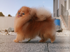 Photo №2 to announcement № 52289 for the sale of pomeranian - buy in Hungary breeder