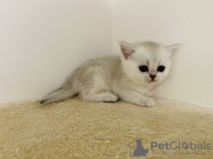 Additional photos: Golden British chinchillas with PP