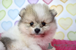 Photo №2 to announcement № 14928 for the sale of pomeranian - buy in Poland breeder