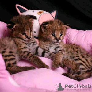 Photo №1. savannah cat - for sale in the city of Phoenix | 500$ | Announcement № 12613