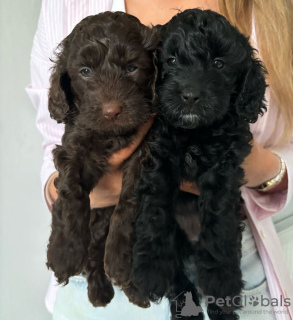 Photo №1. non-pedigree dogs - for sale in the city of Berlin | negotiated | Announcement № 119977