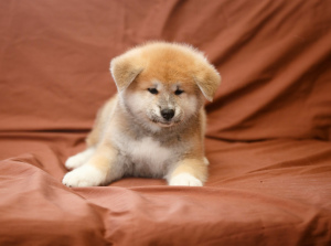 Photo №2 to announcement № 5100 for the sale of akita - buy in Russian Federation breeder