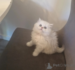 Photo №1. persian cat - for sale in the city of Bielefeld | 361$ | Announcement № 178060