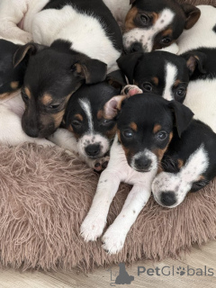 Photo №4. I will sell jack russell terrier in the city of Manchester. private announcement, breeder - price - 929$