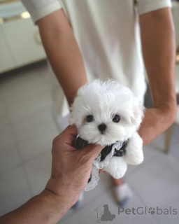 Photo №2 to announcement № 160394 for the sale of maltese dog - buy in Hungary breeder