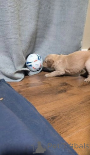 Photo №3. Golden Retriever puppies,vet checked and first vaccination ready. United Kingdom