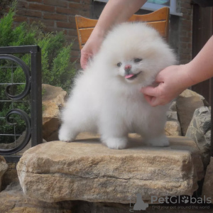 Photo №1. pomeranian - for sale in the city of Freiburg im Breisgau | 380$ | Announcement № 130653