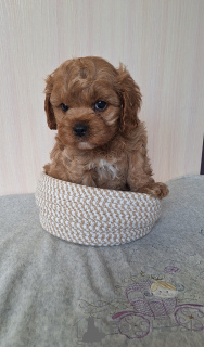 Photo №4. I will sell kavapu in the city of Minsk. from nursery, breeder - price - Is free