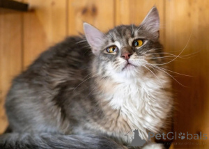 Photo №2 to announcement № 150996 for the sale of  - buy in Russian Federation private announcement