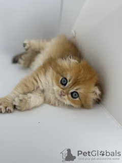 Additional photos: Scottish fold golden kitten